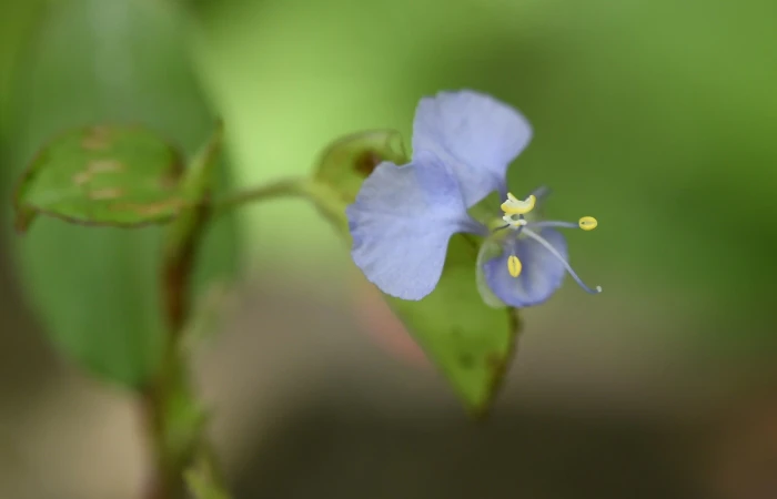 Commelina diffusa image