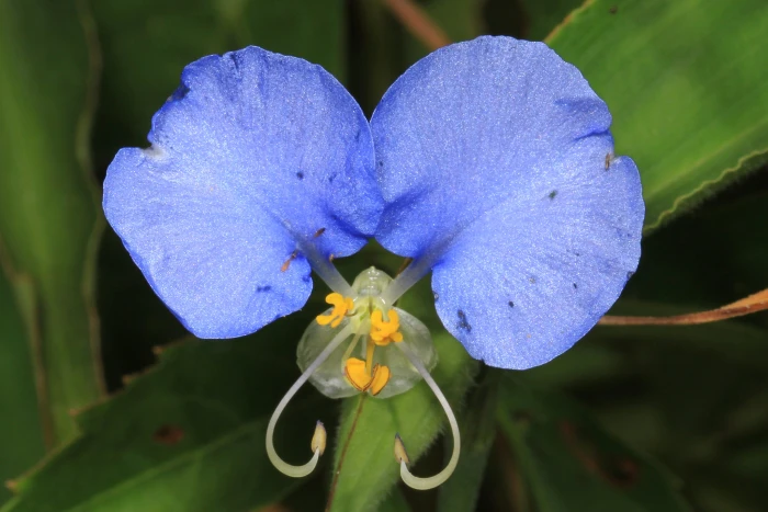 Commelina erecta image