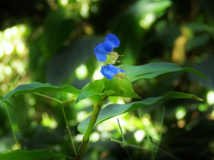 Commelina obliqua image
