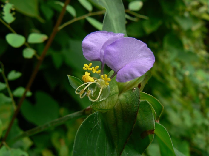 Commelina undulata image