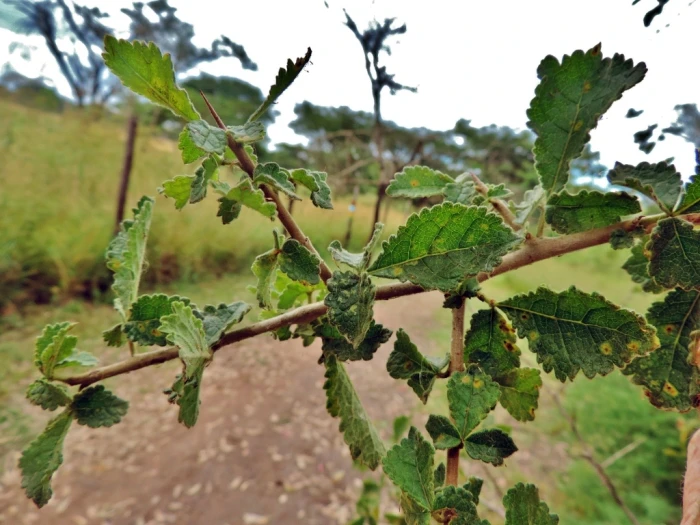 Commiphora africana image