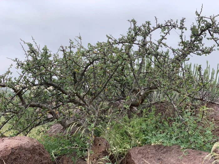 Commiphora wightii image