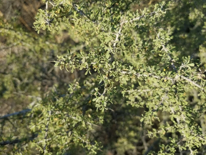 Condalia globosa image