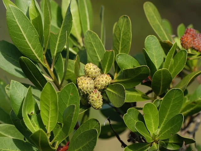 Conocarpus erectus image