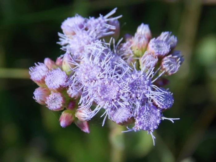 Conoclinium betonicifolium image