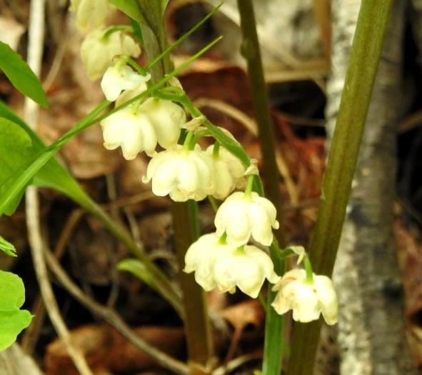 Convallaria keiskei image