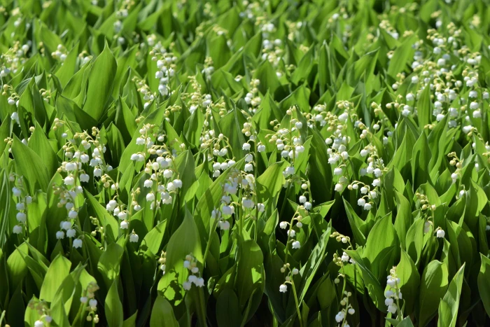 Convallaria majalis image