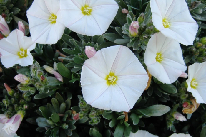 Convolvulus cneorum image