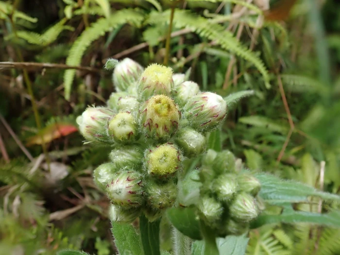 Conyza japonica image