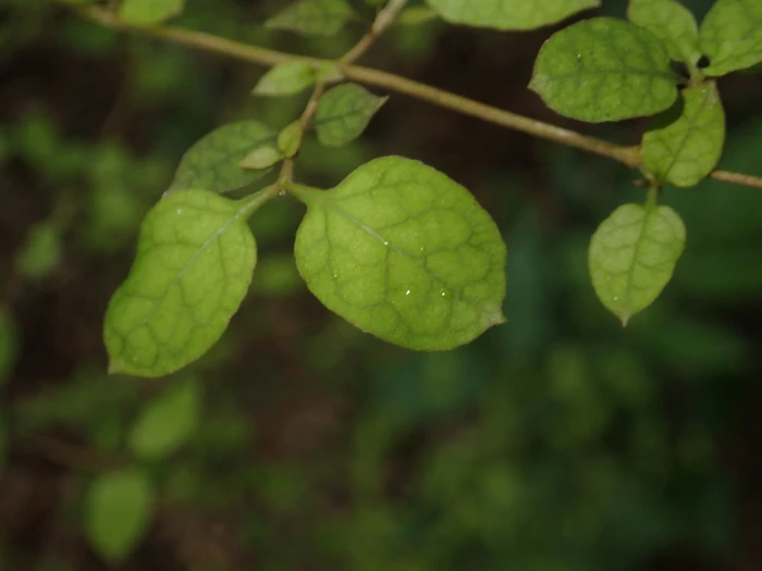 Coprosma areolata image