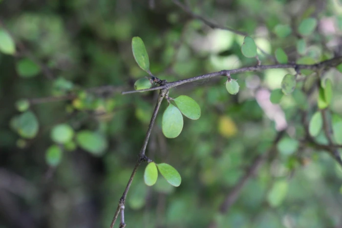 Coprosma crassifolia image