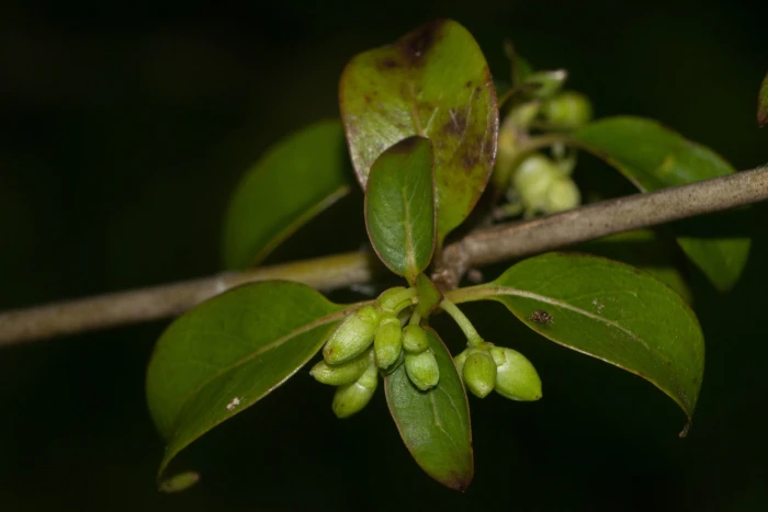 Coprosma foliosa image
