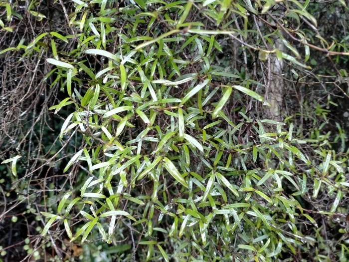 Coprosma linariifolia image