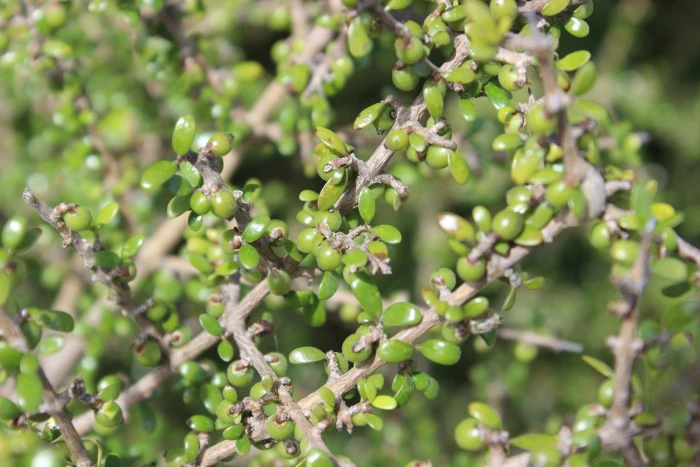 Coprosma propinqua image