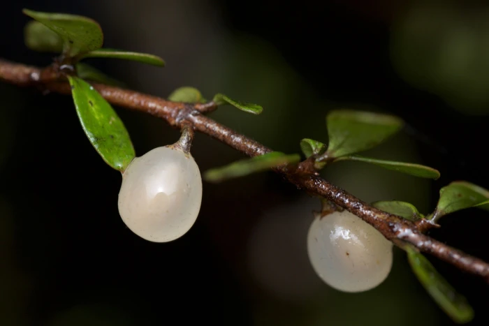 Coprosma rigida image