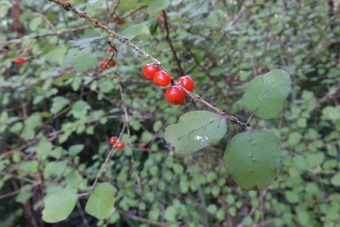 Coprosma rotundifolia image