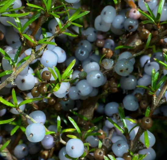 Coprosma rugosa image