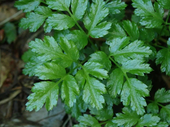 Coptis aspleniifolia image