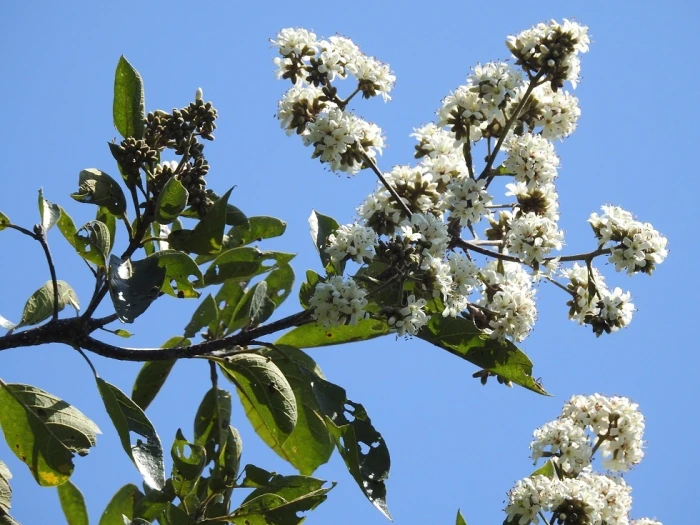 Cordia alliodora image