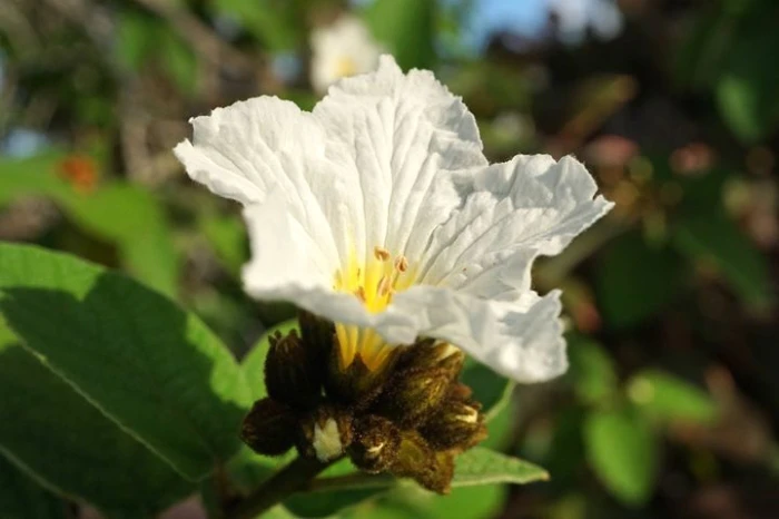 Cordia boissieri image