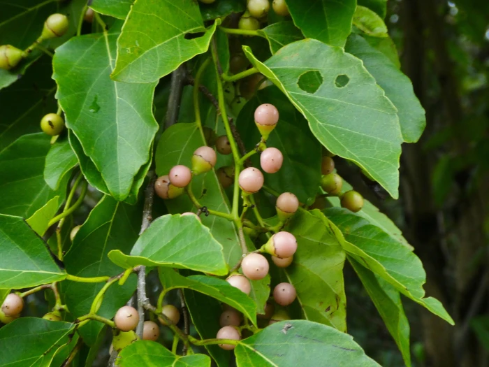 Cordia dichotoma image