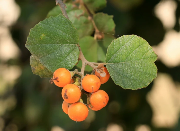 Cordia monoica image