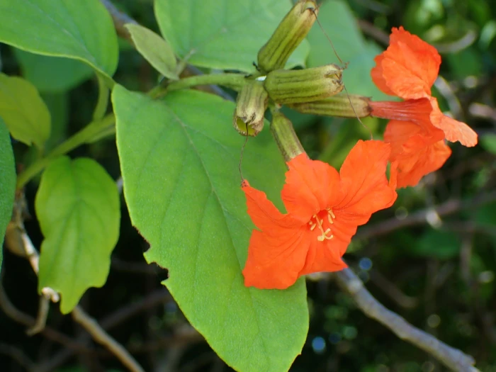Cordia sebestena image