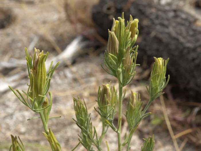 Cordylanthus ramosus image