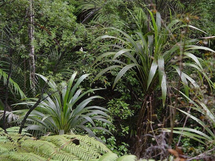 Cordyline banksii image
