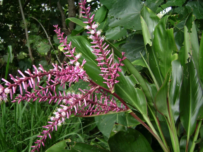 Cordyline fruticosa image