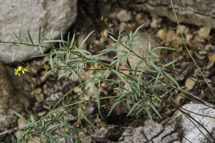 Coreocarpus arizonicus image