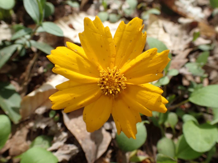 Coreopsis auriculata image