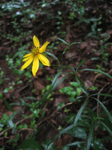 Coreopsis delphiniifolia image