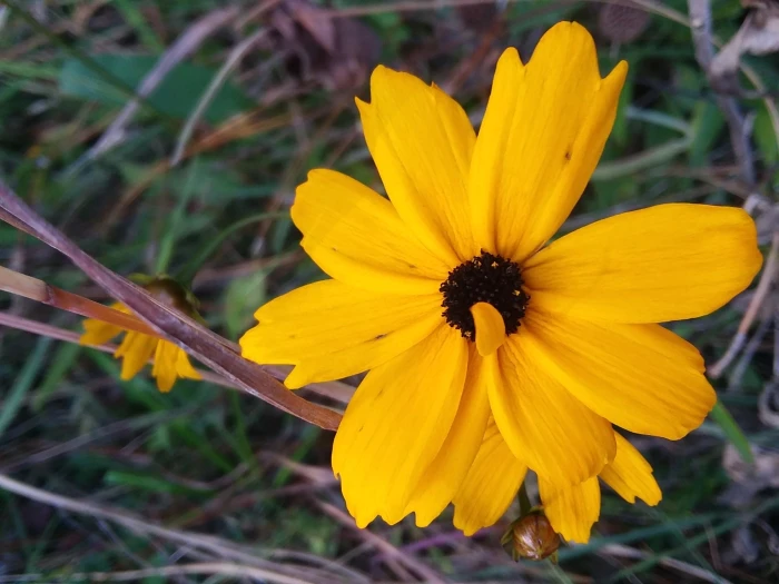 Coreopsis gladiata image