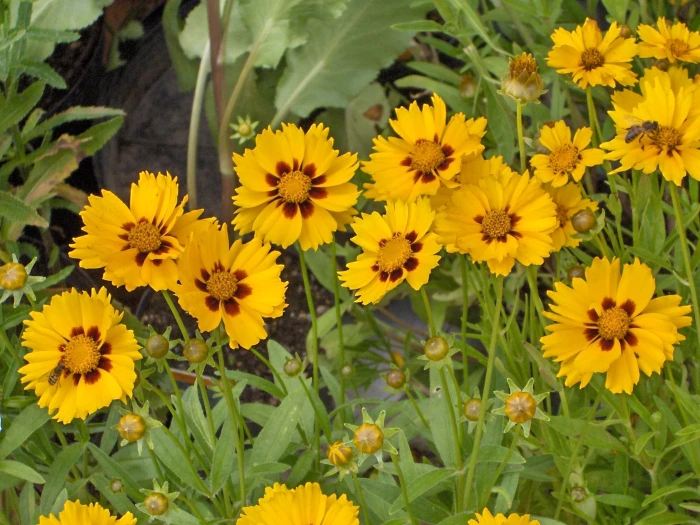 Coreopsis lanceolata image
