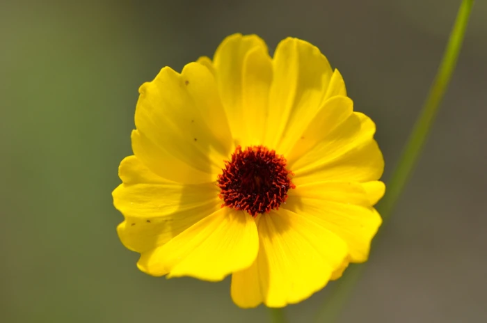 Coreopsis leavenworthii image