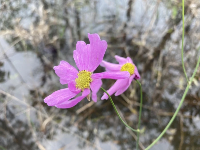 Coreopsis nudata image
