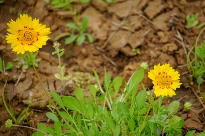 Coreopsis nuecensis image