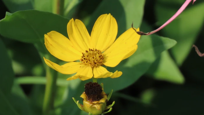 Coreopsis palmata image