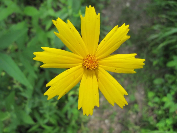 Coreopsis pubescens image