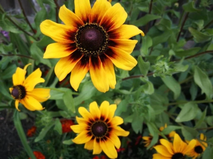 Coreopsis tinctoria image