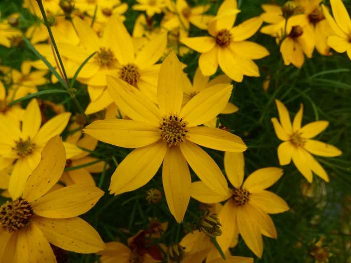 Coreopsis verticillata image