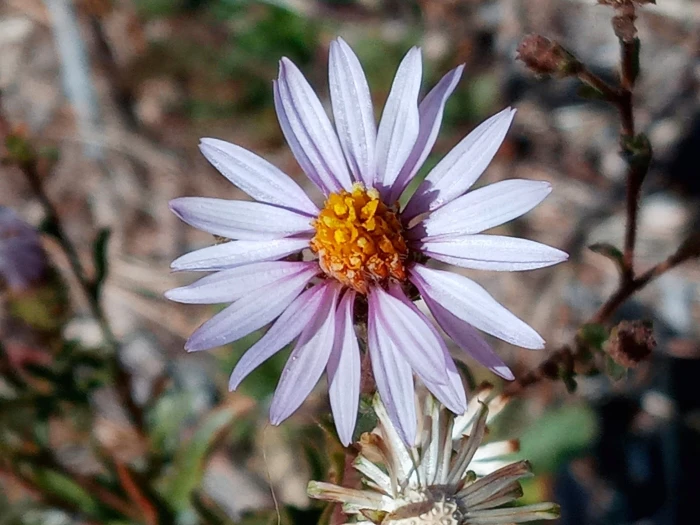 Corethrogyne filaginifolia image