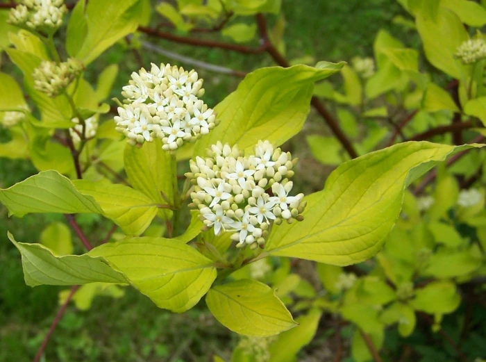 Cornus alba image