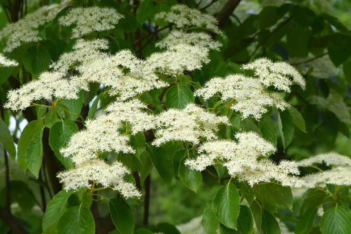 Cornus controversa image