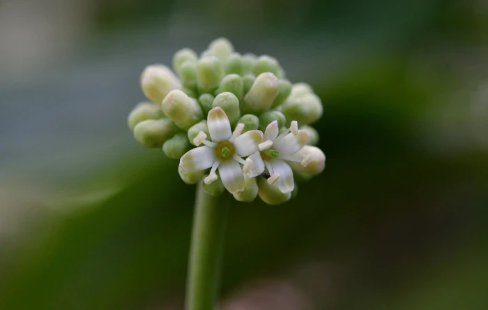 Cornus disciflora image