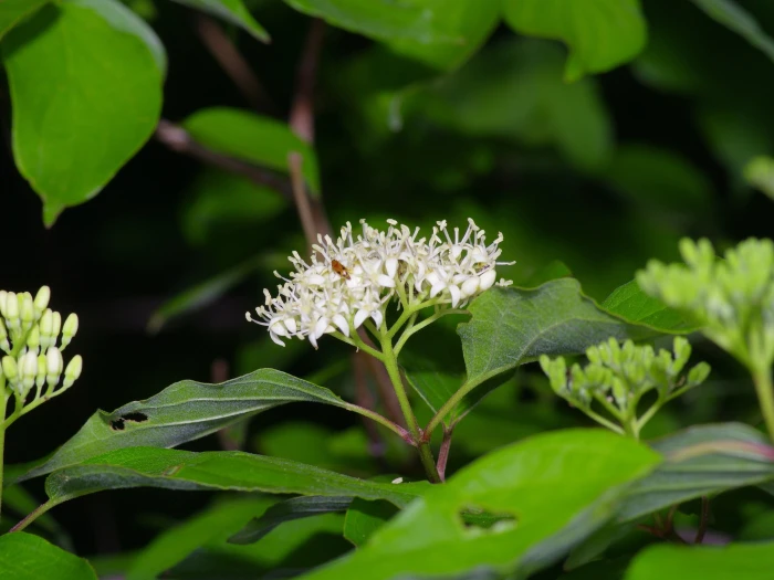 Cornus drummondii image