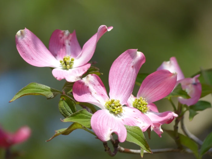 Cornus florida image