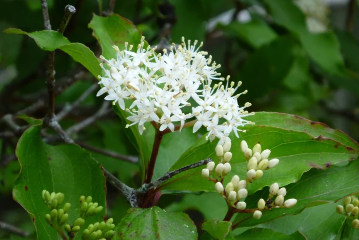 Cornus foemina image