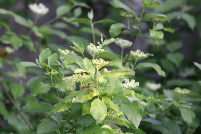 Cornus glabrata image